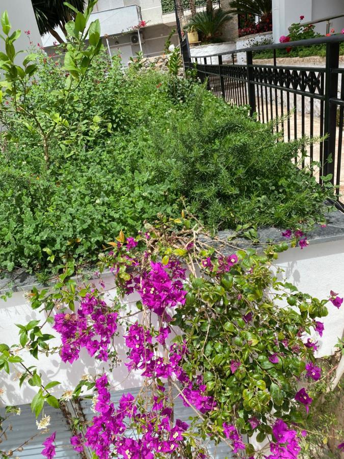 Apartamente Berti'S Garden Sarandë エクステリア 写真